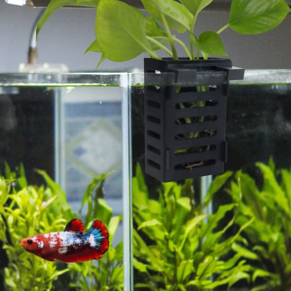 กระถางแก้วปลูกพืชน้ำสำหรับตู้ป - Emersed Plants Aquarium บทวิจารณ์และราคา