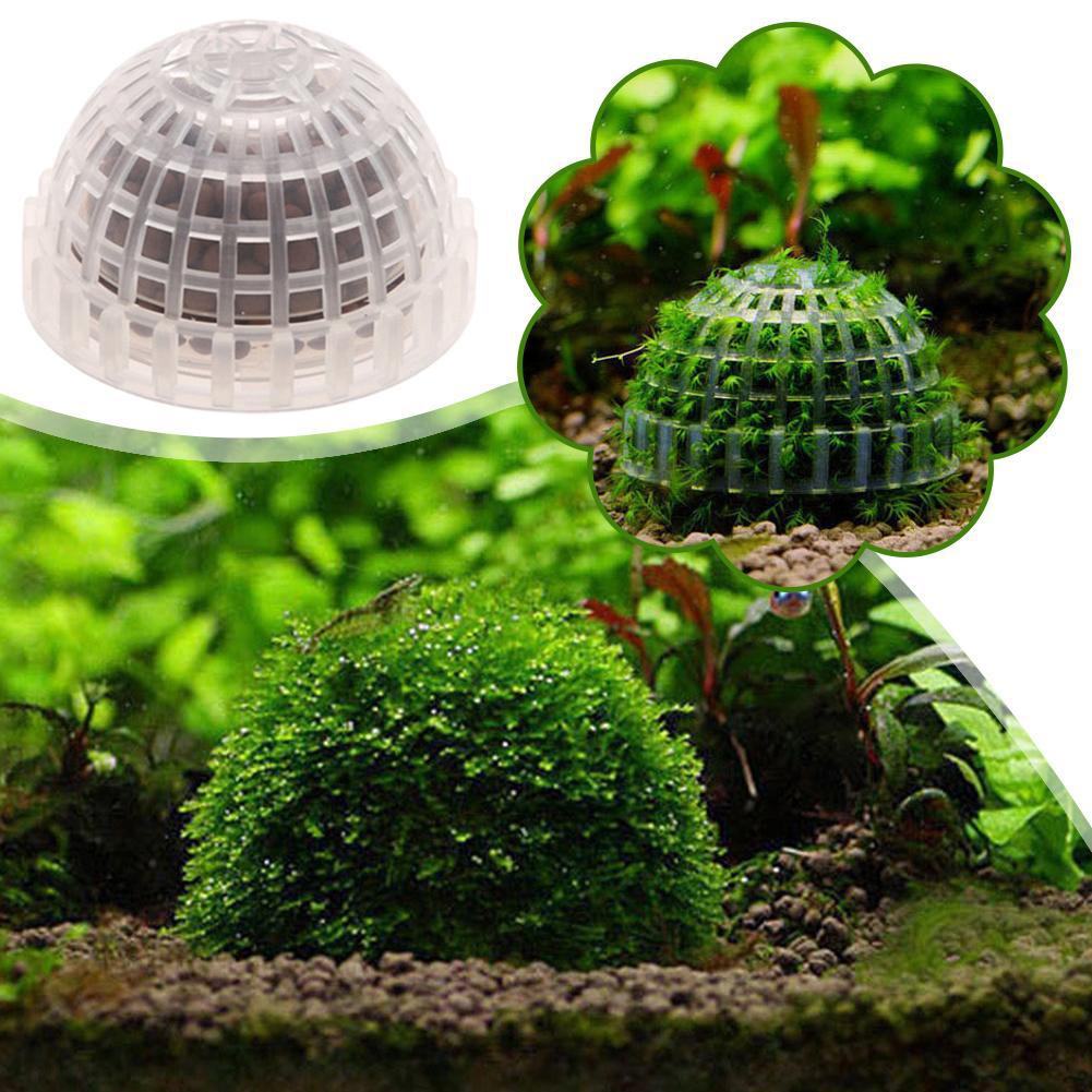 ที่วางมอสบอลสำหรับตู้ปลา 1 ชิ้ - Planted Aquarium Models บทวิจารณ์และราคา