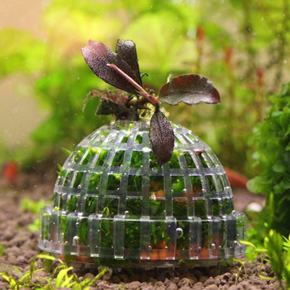 ที่วางมอสบอลสำหรับตู้ปลา 1 ชิ้ - Planted Aquarium Models บทวิจารณ์และราคา