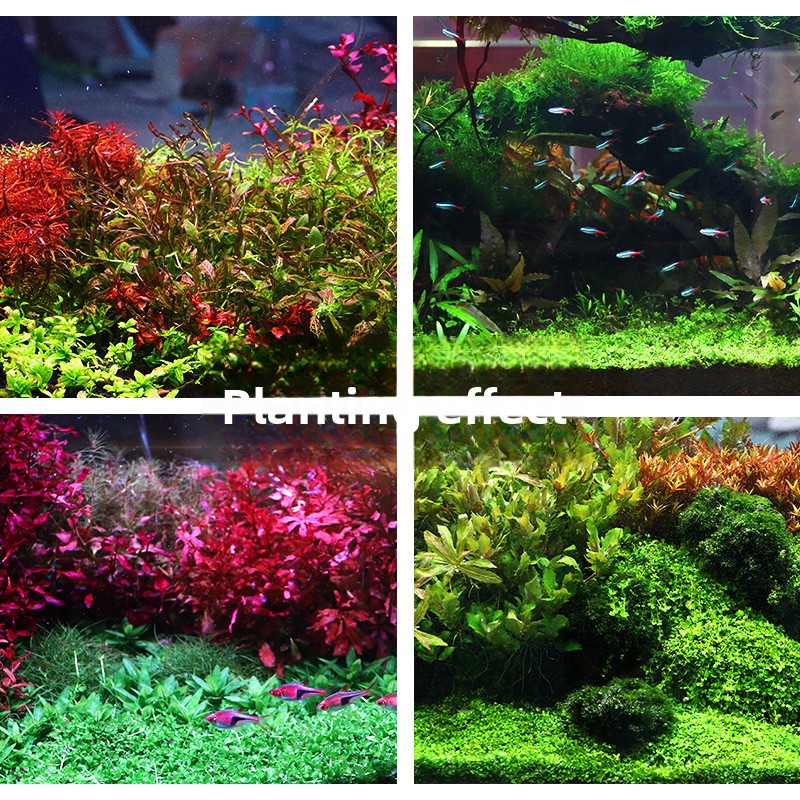 SYSENCIAGA ปลูก Aquarium พื้นผ - Aquarium Plant Nutrients บทวิจารณ์และราคา