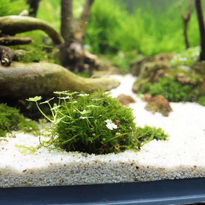 1 PC Aquatic PET อุปกรณ์ตกแต่ง - Planted Aquarium Models บทวิจารณ์และราคา
