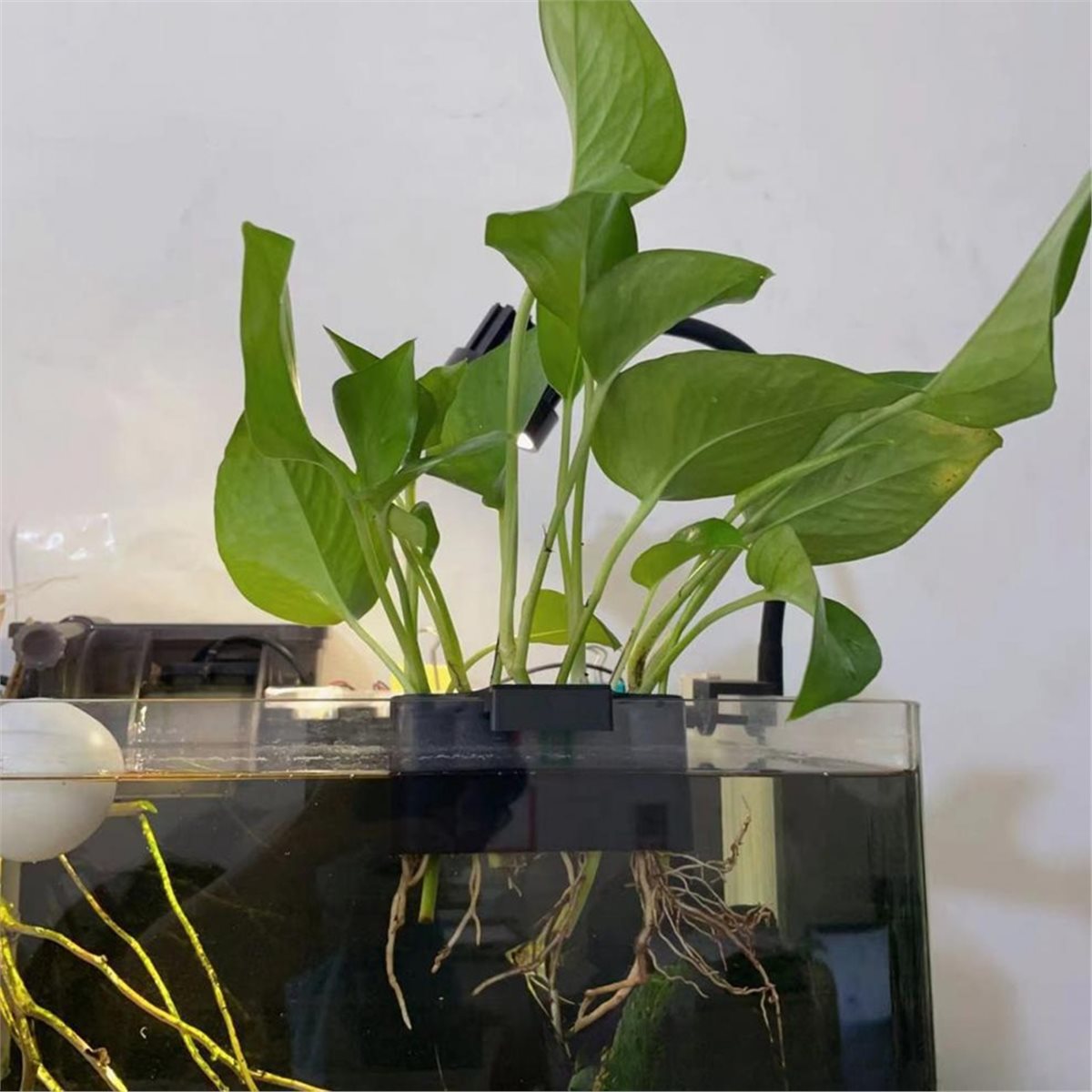 (ABAB) ที่แขวนต้นไม้ในตู้ปลา ถ - Emersed Plants Aquarium บทวิจารณ์และราคา