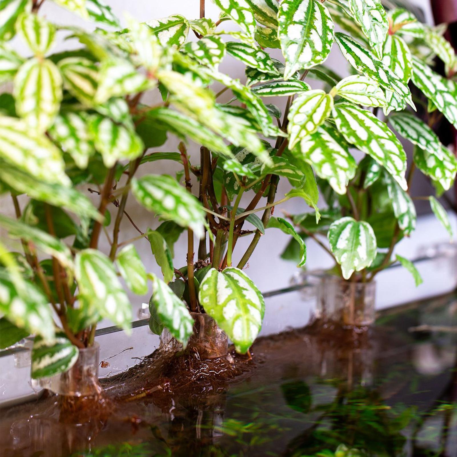 ที่แขวนต้นไม้ในตู้ปลาแบบใส 6 ช - Aquarium Plant Diseases บทวิจารณ์และราคา