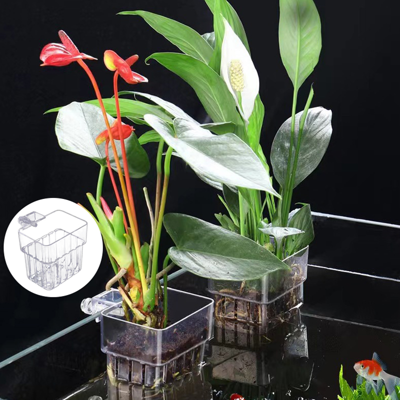 ถ้วยปลูกหญ้าน้ำพิพิธภัณฑ์สัตว์ - Aquarium Plant Grass บทวิจารณ์และราคา