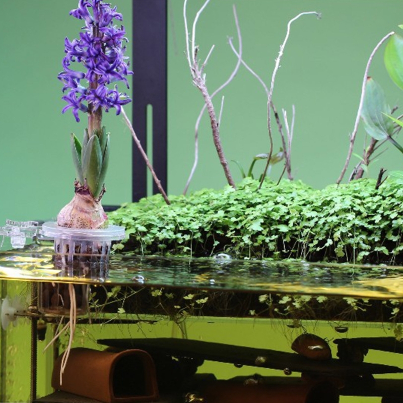 ขาตั้งต้นไม้สำหรับตู้ปลา พร้อม - Emersed Plants Aquarium บทวิจารณ์และราคา