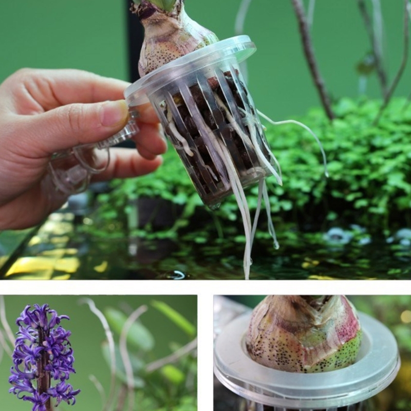 ขาตั้งต้นไม้สำหรับตู้ปลา พร้อม - Emersed Plants Aquarium บทวิจารณ์และราคา