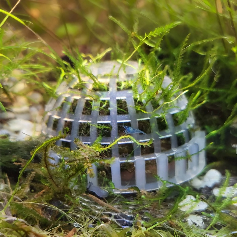 2 PC Aquarium MOSS Ball ผู้ถือ - Planted Aquarium Models บทวิจารณ์และราคา